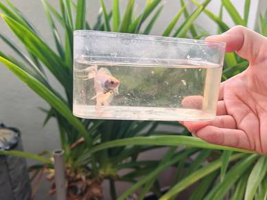 Ikan Laga ( Betta Fish)