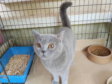 British shorthair Prussian blue 