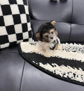 POODLE PUPPIES s160🧸 Female - Tricolor Poodle