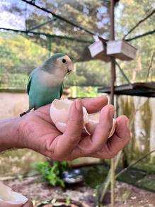 Love Love ❤️ Bird (hand feed)