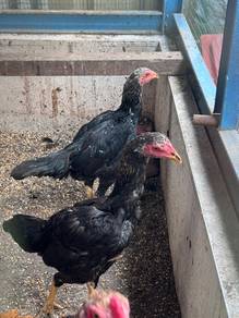 ayam ratu lhk dara
