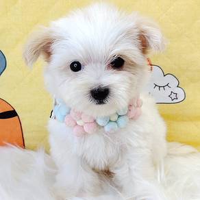 Bichon