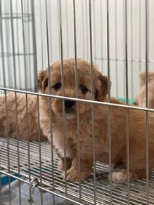 tiny poodle 