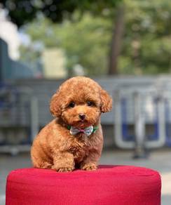 Maltipoo-2
