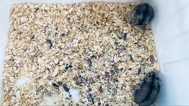 hamster winter White tiger