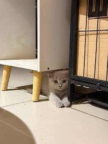 scottish fold lilac female