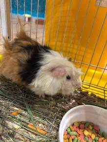 Peruvian Guinea Pig