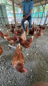 ayam