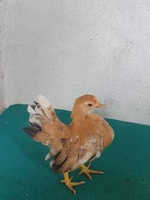 Ayam Serama Rinting