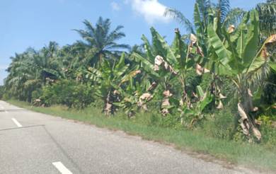 Agricultural Land in Sabak Bernam, SGR