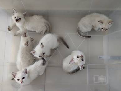 BSH mix kitten kucing