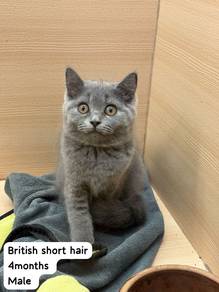 Bsh Blue Male