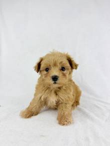 Maltipoo - Male 18/5/2026