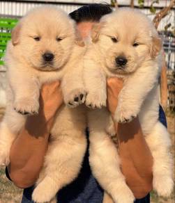 Golden retriever 9