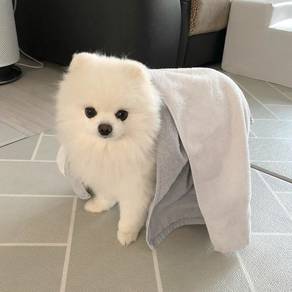 B7121 Bundle-of-joy Pomeranan Cute Baby Face Puppy