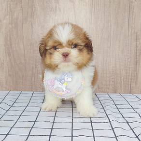Shih Tzu