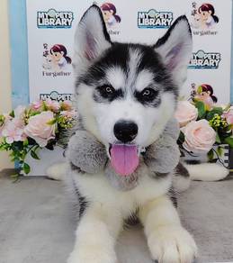 Wooly Husky