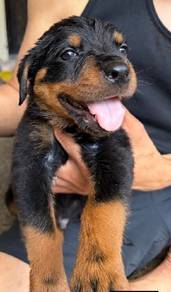 Rottweiler 