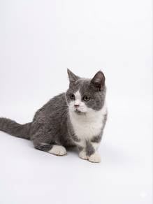 Supershort Munchkin