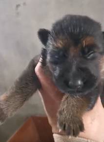 German Shepherd
