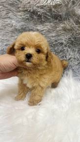马尔泰男
maltipoo
male
2个月大