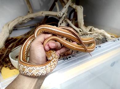Cornsnake Teserra