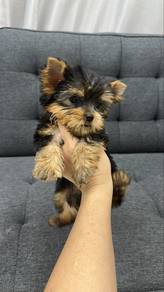 Yorkie Yorkshire Terrier Male Puppy M-4