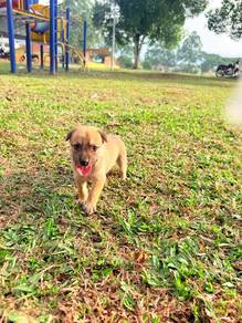 Puppy