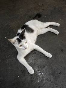 street cat