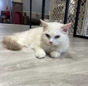 Ragdoll kitten