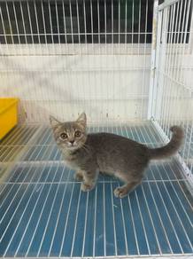 BSH Munchkin kitten