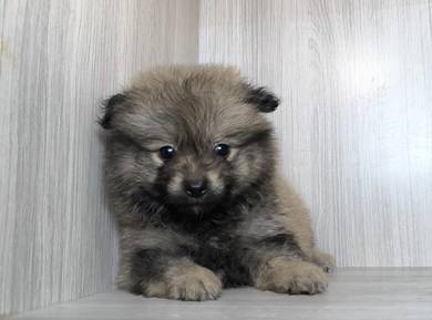 Pomeranian