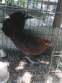 Ibu ayam hutan merah