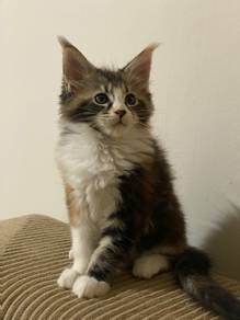 Mainecoon kitten