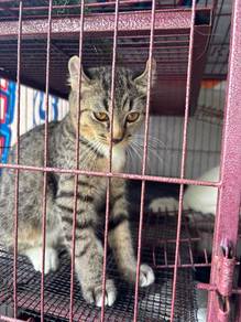 Kucing Nego