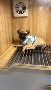 pug Girl 
