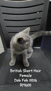 British Short Hair