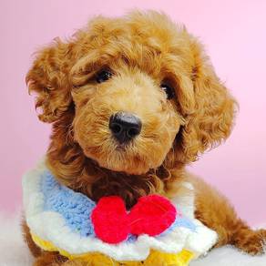 Toy Poodle