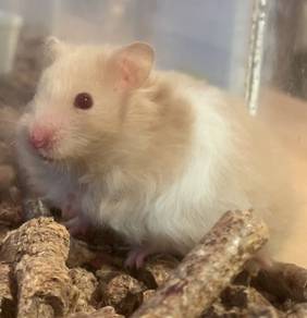 Syrian Big Bone Hamster