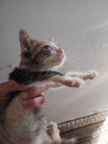 Kittens for adoption