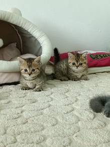 munchkin kitten 