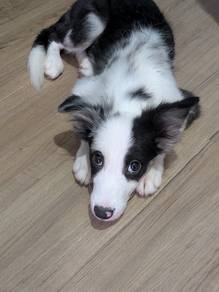 Merle Border Collie Puppy, 4 months KL/SEL 