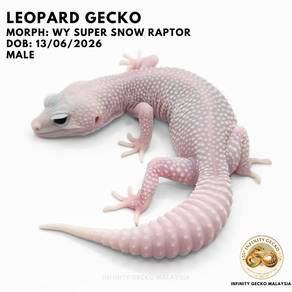 Leopard Gecko Wy Super Snow Raptor Malaysia JB