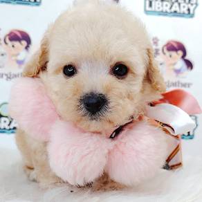 Maltipoo