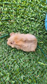 Guinea pig for sale