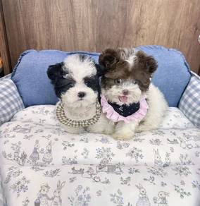 MINI POODLE PUPPIES S172🌻 Tiny Toy - Tea Cup boy
