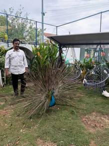 peacock