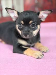 Chihuahua Puppy - CP1