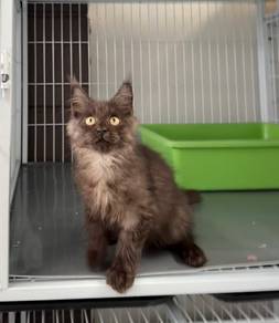 Black smoke Mainecoon kitten