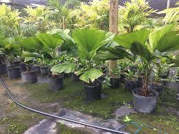 Pokok Liacula Grandis